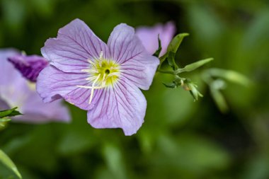 Çiçekli arka plan, güzel çiçekleri kapat.  