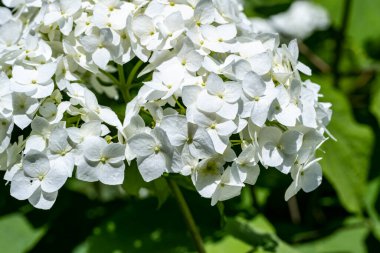 Bahçe çiçeğinin güzelliğini vurguluyor..