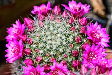 Çiçekli arka plan, güzel çiçekleri kapat.  