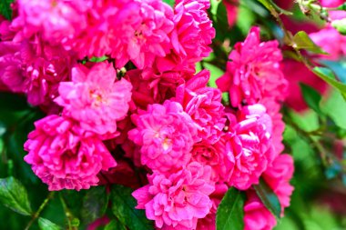 Kapalı bir bahçe manzarasında çiçek renkleri yakalıyor..