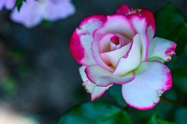 Çiçekli arka plan, güzel çiçekleri kapat.  