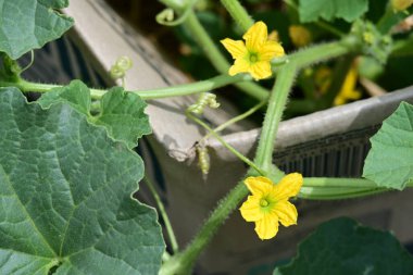 Bahçe çiçeğinin güzelliğini vurguluyor..