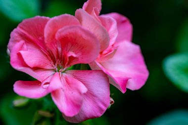 Çiçekli arka plan, güzel çiçekleri kapat.  