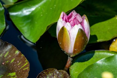 Göldeki güzel nilüfer çiçeğini kapat.