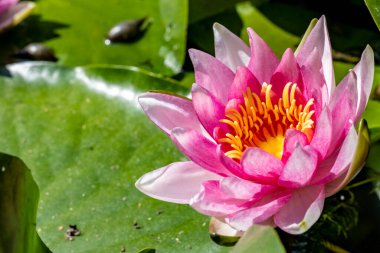 Göldeki güzel nilüfer çiçeğini kapat.