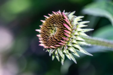 Çiçekli arka plan, güzel çiçekleri kapat.  