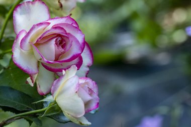 Bahçe sahnesi rengarenk çiçek detaylarına odaklandı.