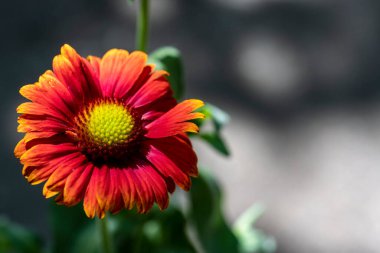 Çiçekli arka plan, güzel çiçekleri kapat.  