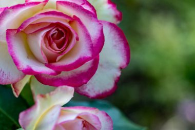 Bahçe sahnesi rengarenk çiçek detaylarına odaklandı.