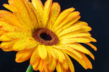 Çiçekli arka plan, güzel çiçekleri kapat.  