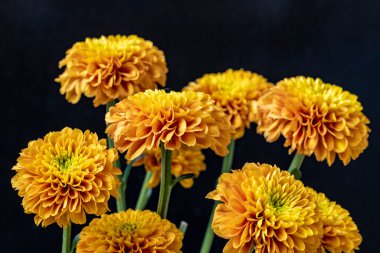 Kapalı bir bahçe manzarasında çiçek renkleri yakalıyor..