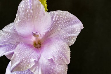 Siyah arka planda güzel gladiolus çiçekleri