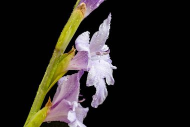 Siyah arka planda güzel gladiolus çiçekleri