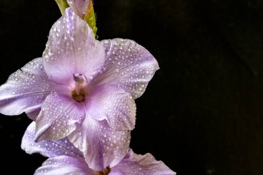 Siyah arka planda güzel gladiolus çiçekleri