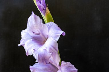 Siyah arka planda güzel gladiolus çiçekleri