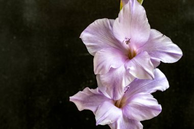 Siyah arka planda güzel gladiolus çiçekleri