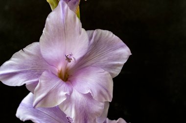 Siyah arka planda güzel gladiolus çiçekleri