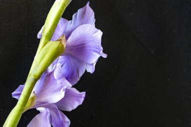 Siyah arka planda güzel gladiolus çiçekleri