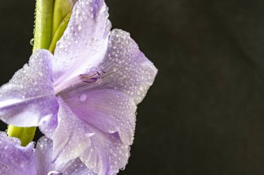 Siyah arka planda güzel gladiolus çiçekleri