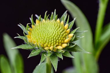 Çiçekli arka plan, güzel çiçekleri kapat.  