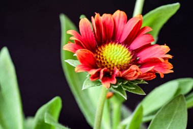 Çiçekli arka plan, güzel çiçekleri kapat.  