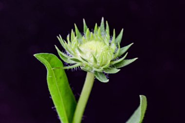 Çiçekli arka plan, güzel çiçekleri kapat.  