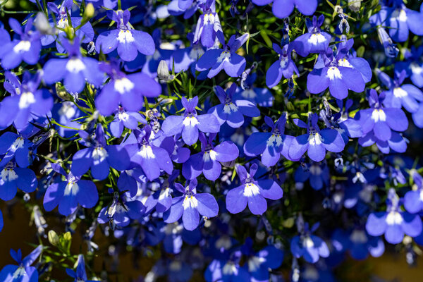 Плотный снимок подчеркивает садовую красоту цветов.