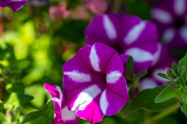 Bahçe çiçeğinin güzelliğini vurguluyor..