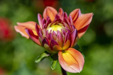 Çiçekli arka plan, güzel çiçekleri kapat.  