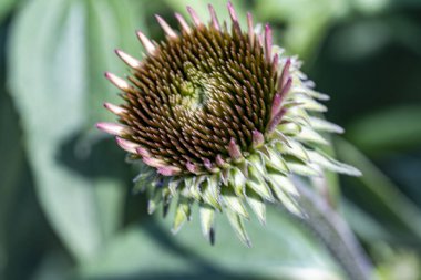 Çiçekli arka plan, güzel çiçekleri kapat.  