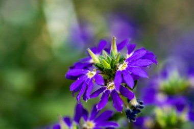Canlı renklerle dolu çiçekleri yakın plan çek..