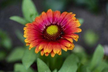 Çiçekli arka plan, güzel çiçekleri kapat.  