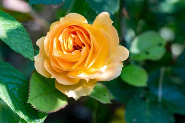 Çiçekli arka plan, güzel çiçekleri kapat.  