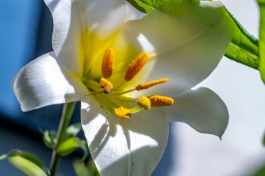 Çiçekli arka plan, güzel çiçekleri kapat.  