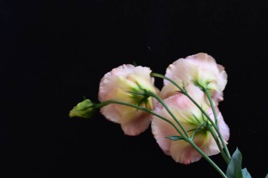 Siyah arka planda güzel, mutluluk verici pembe çiçekler.