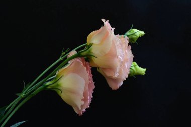 Siyah arka planda güzel, mutluluk verici pembe çiçekler.