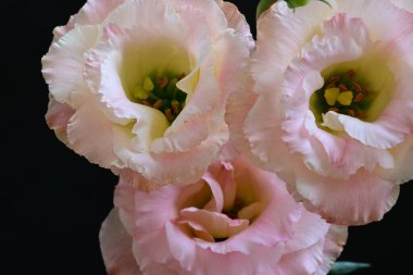 Siyah arka planda güzel, mutluluk verici pembe çiçekler.