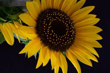 Siyah arka planda güzel parlak ayçiçeği 