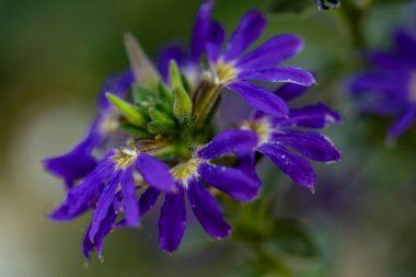 Çiçekli arka plan, güzel çiçekleri kapat.  