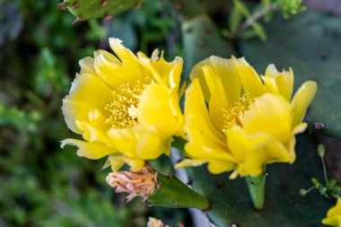 Çiçekli arka plan, güzel çiçekleri kapat.  