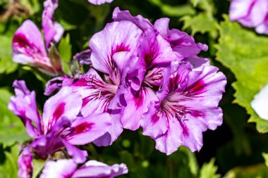 Çiçekli arka plan, güzel çiçekleri kapat.  