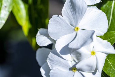 Çiçekli arka plan, güzel çiçekleri kapat.  