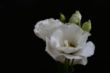 Çiçekli arka plan, güzel çiçekleri kapat.  