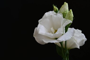 Siyah arkaplanda beyaz Eustoma çiçekleri