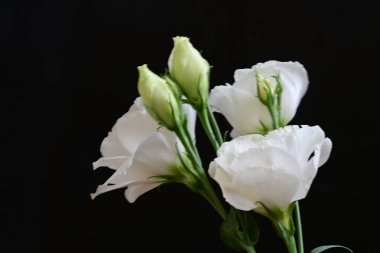 Siyah arkaplanda beyaz Eustoma çiçekleri