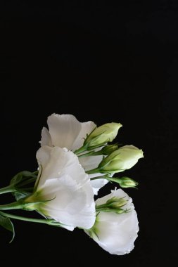 Siyah arkaplanda beyaz Eustoma çiçekleri