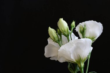 Siyah arkaplanda beyaz Eustoma çiçekleri