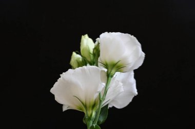Siyah arkaplanda beyaz Eustoma çiçekleri