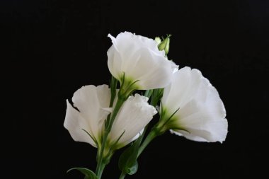 Siyah arkaplanda beyaz Eustoma çiçekleri