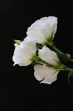 Siyah arkaplanda beyaz Eustoma çiçekleri